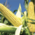 What the hay! With feed prices down,will food prices follow?